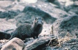 File:Mink-mustella-vison.jpg