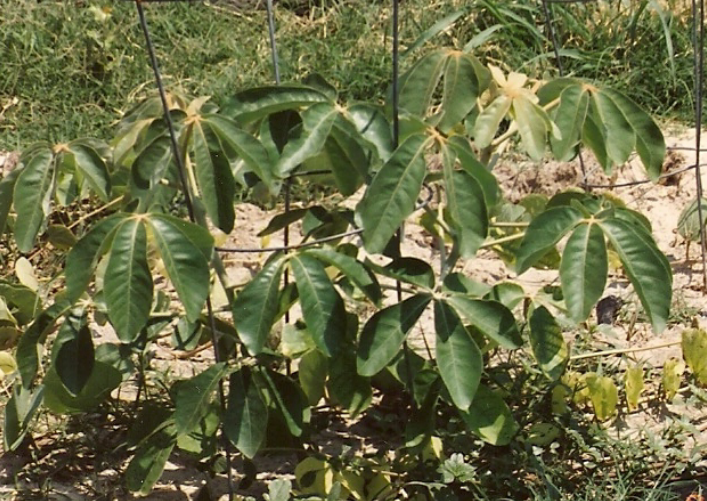 File:Mongongo seedling.PNG