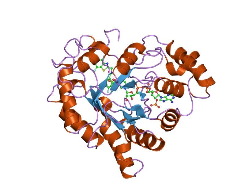 File:PDB 1t40 EBI.jpg