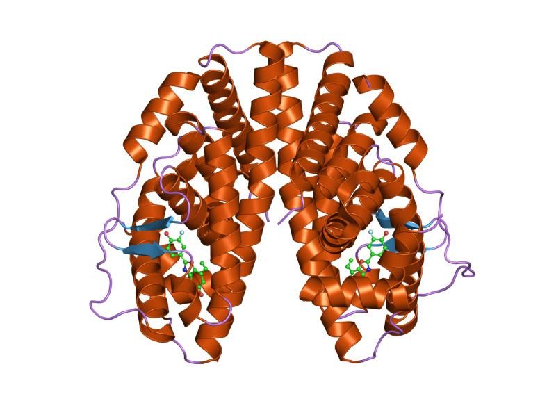 File:PDB 1x7b EBI.jpg