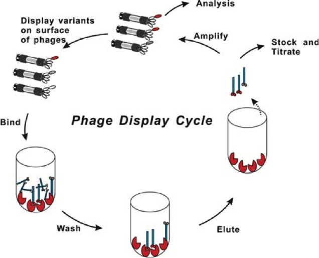 File:Phage display cycle.png