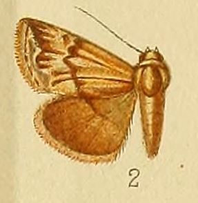 File:Pl.152-02-Eublemma staudingeri (Wallengren, 1875).JPG