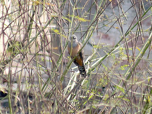 File:Plaintive Cuckoo I1 IMG 6970.jpg