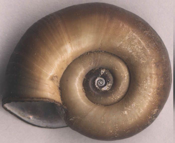 File:Planorbarius corneus top.jpg