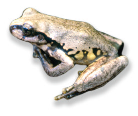 File:Sarcohyla bistincta (lineage 3).png