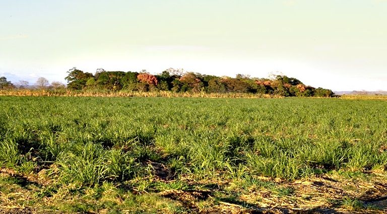 File:Sugarcane.jpg