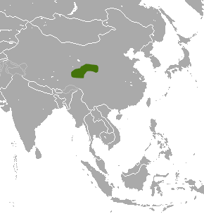 File:Tibetan Shrew area.png