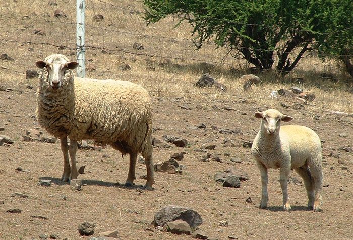 File:Two Sheep in Chile.jpg