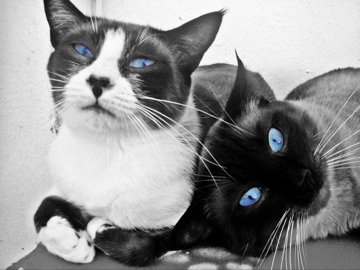 File:Two cats 2.jpg