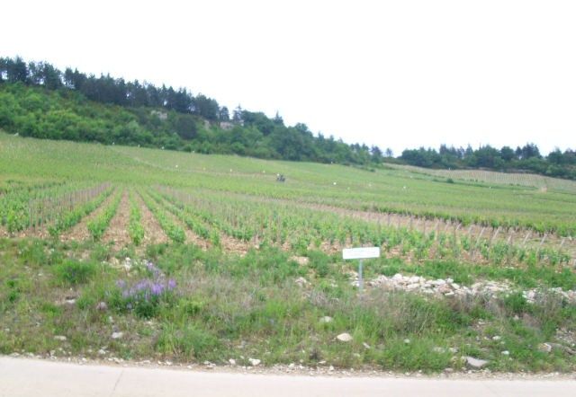 File:Vignoble de mercurey 1.JPG