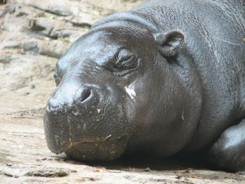 File:ZooPygmyHippo.jpg