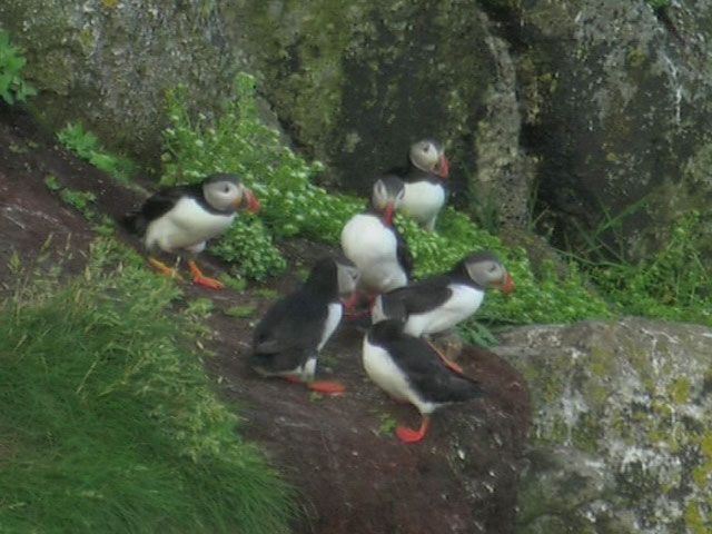 File:Atlantic Puffin Lundy.jpg