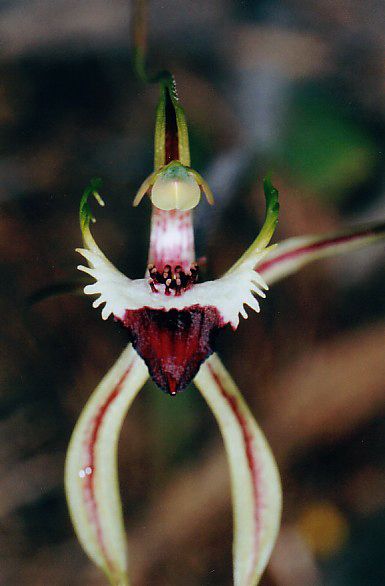 File:Caladenia tensa flower.jpg