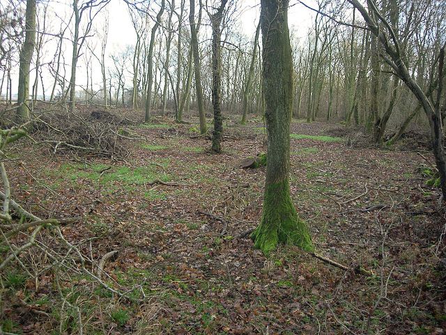 File:Carlton Wood - geograph.org.uk - 1078629.jpg