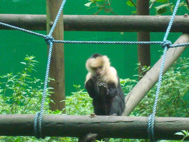 File:Cebus capucinus. Zoológico Simón Bolívar. Costa Rica.JPG