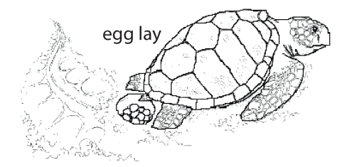 File:Character A1. Egg lay (V01a).png