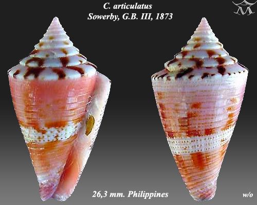 File:Conus articulatus 1.jpg