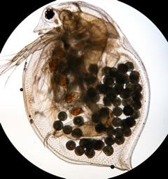 File:Daphnia magna01.jpg