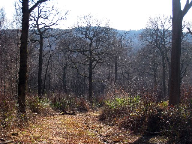 File:Darwell Wood - geograph.org.uk - 1171984.jpg