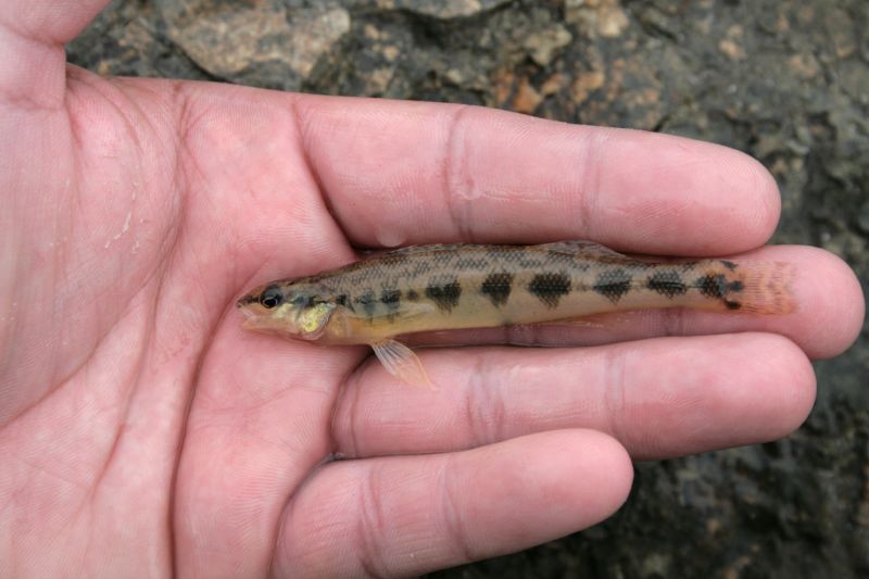 File:Dusky darter (Percina sciera).jpg