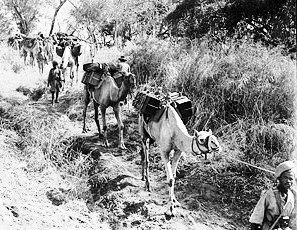 File:Ethiopian camel troops.jpg