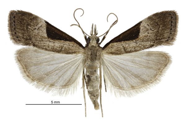 File:Eudonia pongalis female.jpg