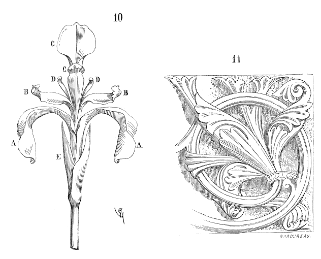 File:Fleur.iris.2.png