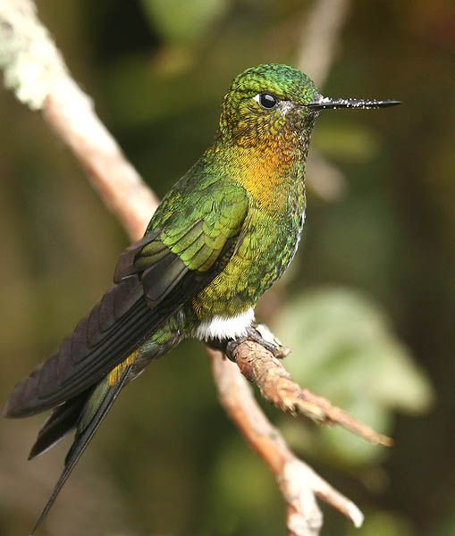 File:Golden-Breasted Puffleg (Eriocnemis mosquera).jpg