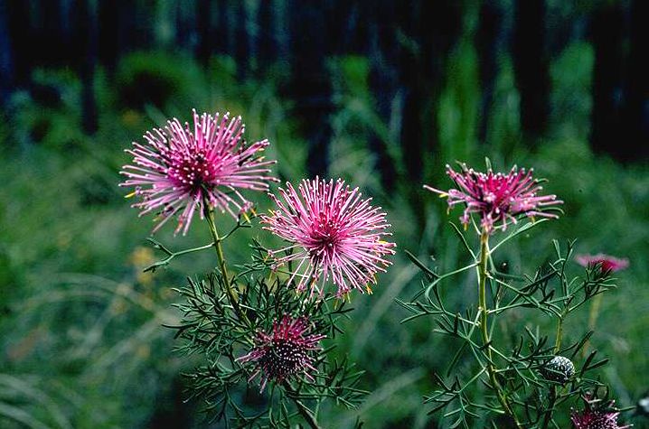 File:Isopogon crithmifolius.jpg