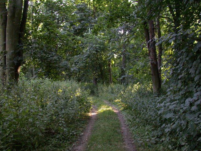 File:Kingston Wood - geograph.org.uk - 896060.jpg