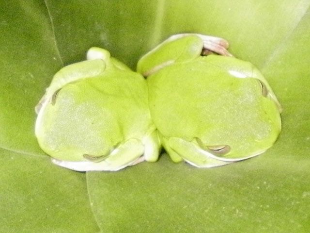 File:Litoria-infrafrenata.jpg