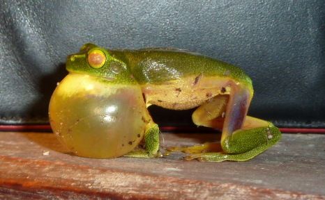 File:Litoria gracilenta calling.jpg