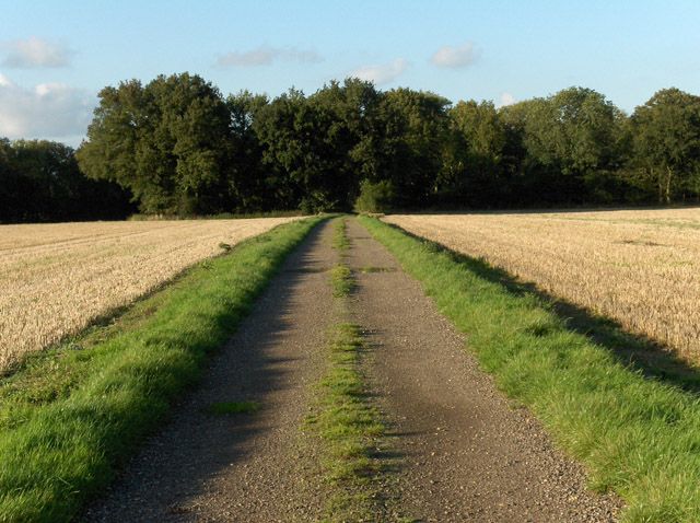 File:Membury Camp - geograph.org.uk - 256790.jpg