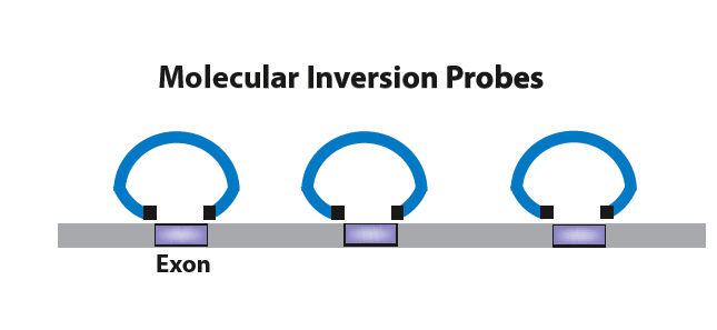 File:Molecular inversion probe.png