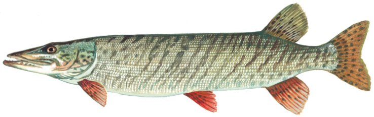 File:Muskellunge (Duane Raver).png