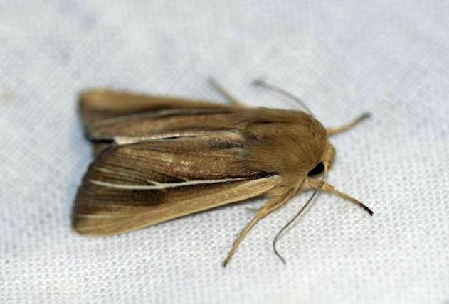 File:Mythimna litoralis1.jpg