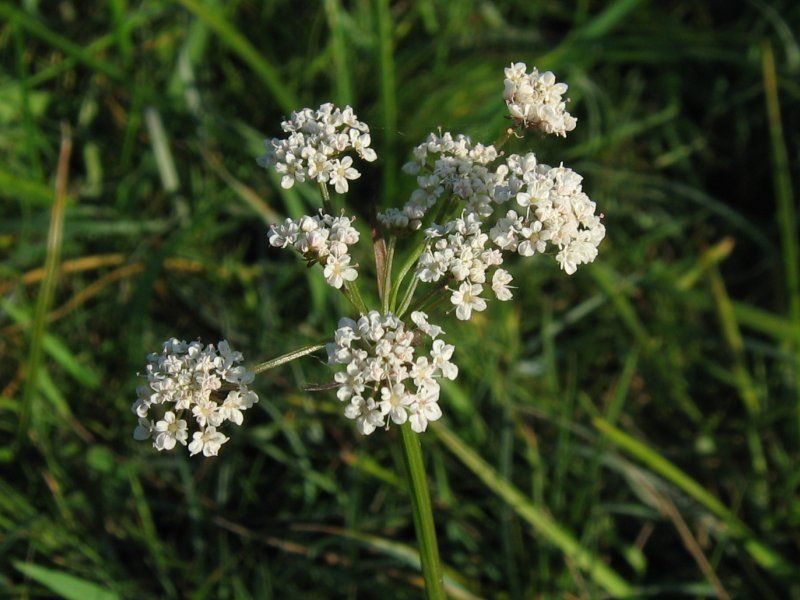 File:Oenanthe lachenalii.jpeg