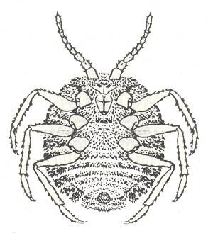 File:Orthezia urticae from CSIRO.jpg