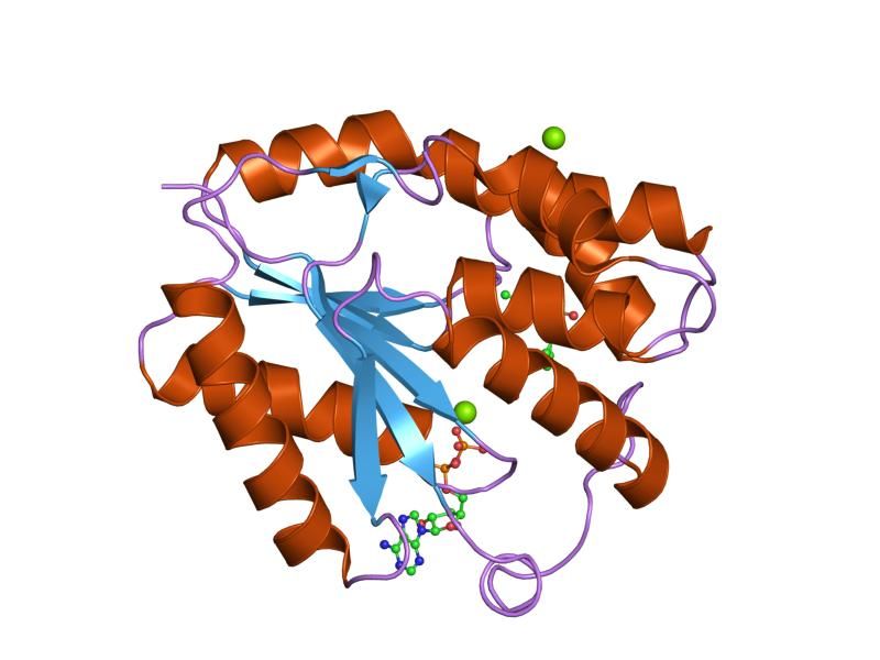 File:PDB 1nn0 EBI.jpg