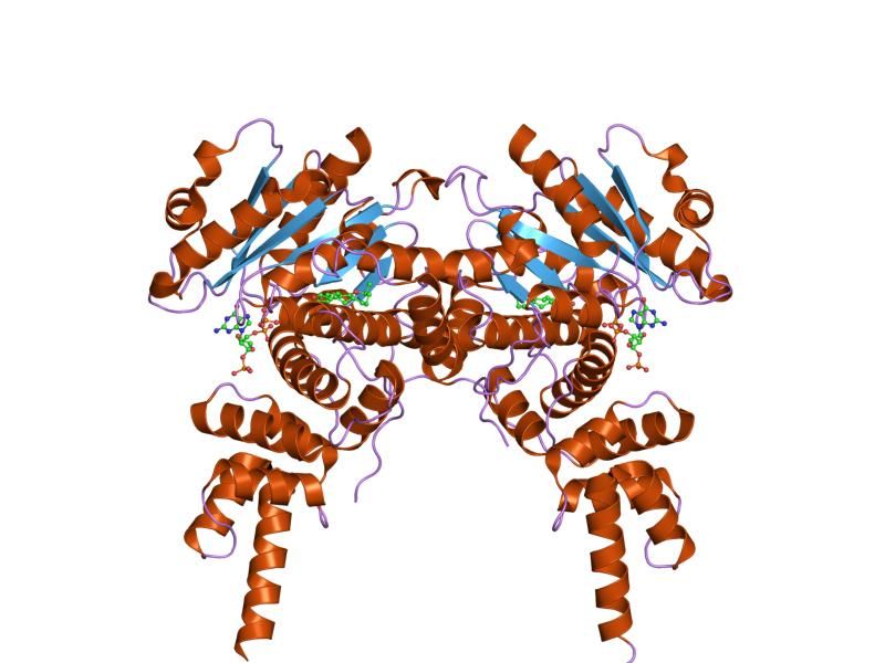 File:PDB 1r8q EBI.jpg