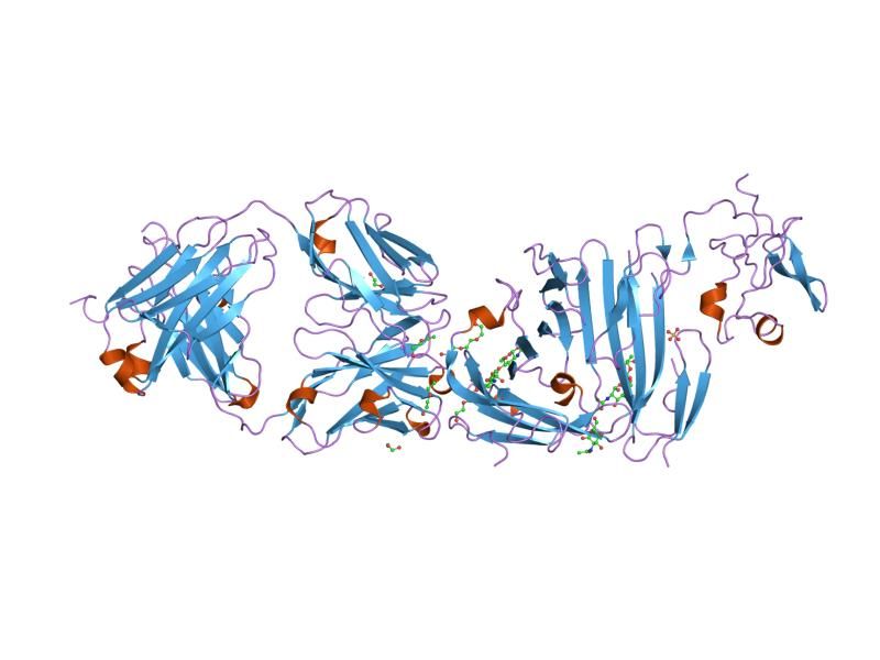 File:PDB 2fd6 EBI.jpg