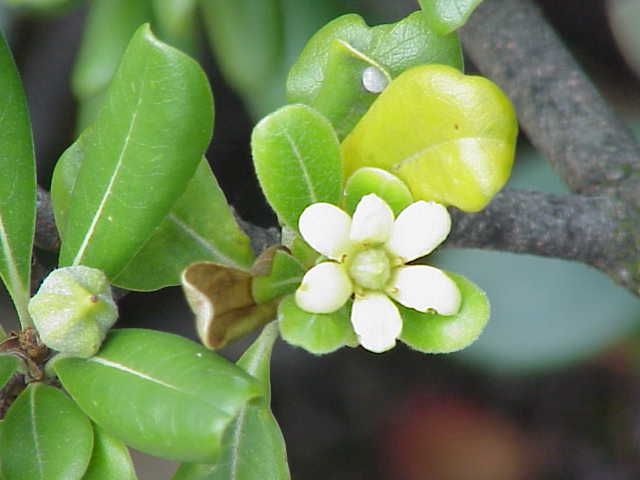 File:Pittosporum tobira1.jpg