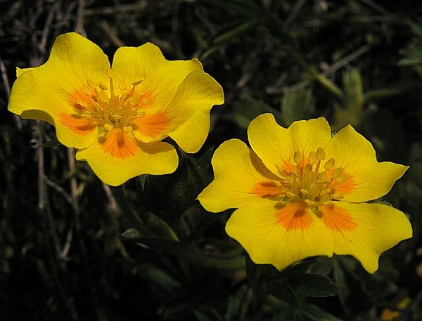 File:Potentilla-aurea-160606-1.jpg