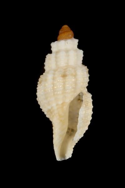 File:Pseudodaphnella retellaria 001.jpg