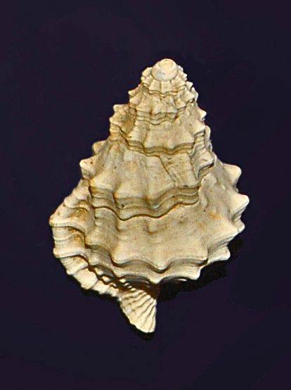 File:Ranellidae - Charonia appenninica.JPG