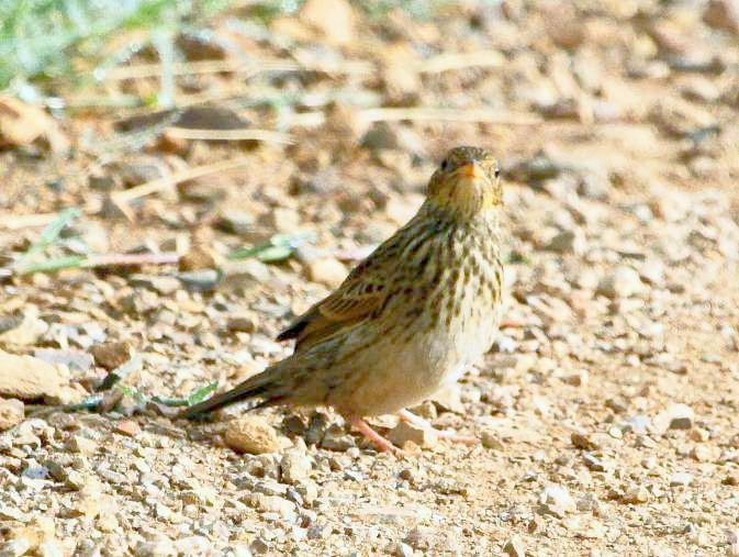 File:Short-tailed Pipit 2012 02 08 9427.jpg