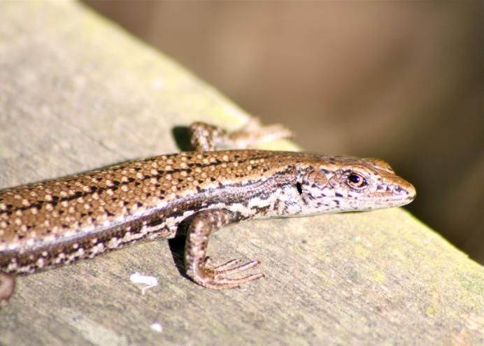 File:Southern Grass Skink (Pseudemoia entrecasteauxii).jpg