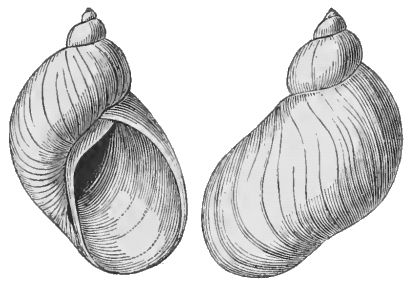 File:Succinea antiqua.jpg