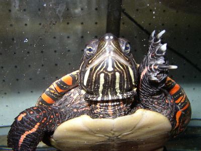 File:US BLM painted turtle picta pic.jpg