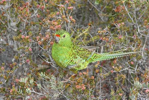 File:Westerngroundparrot.jpg